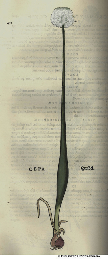 Cepa (Cipolla), p. 430
