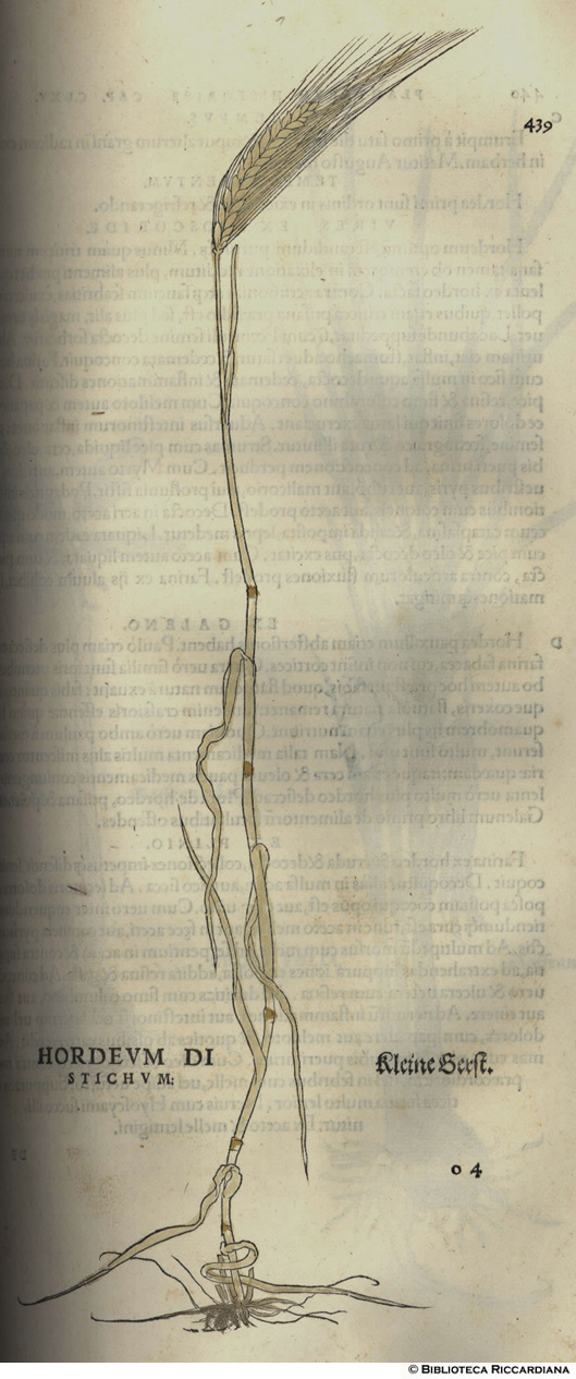 Hordeum polystichum (Orzo), p. 438