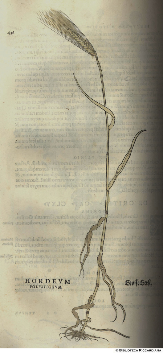 Hordeum distichum (Orzo), p. 439