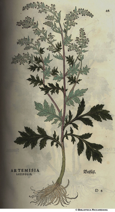 Artemisia latifolia (Artemisia latifoglia), p. 44