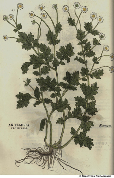 Artemisia tenuitifolia (Artemisia tenuifoglia), p. 45