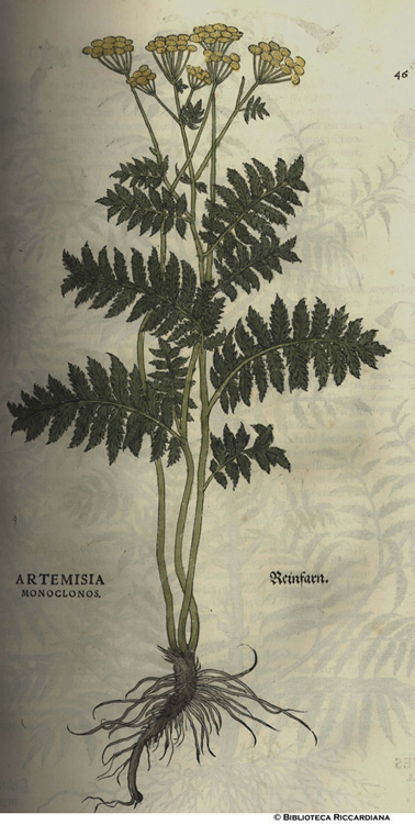 Artemisia monoclonos(Artemisia monoclona), p. 46
