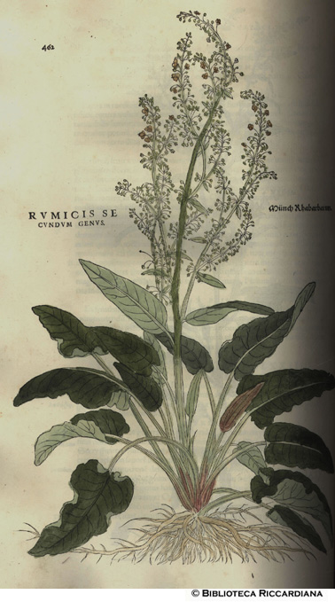Rumicis secundum genus (Rabarbaro  dei monaci), p. 462