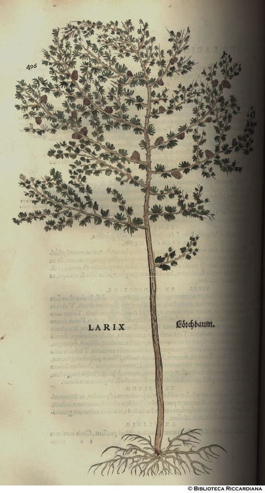 Larix (Larice), p. 496