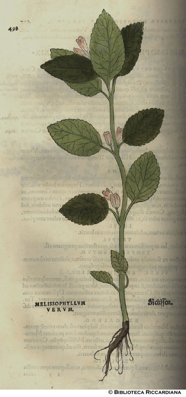 Melissophyllum vera (Melissa), p. 498