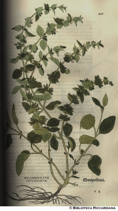 Melissophyllum adulterinum (Melissa), p. 499