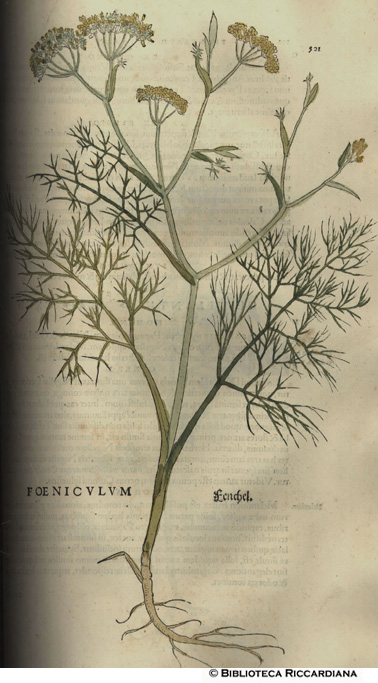 Foenicylum (Finocchio), p. 501