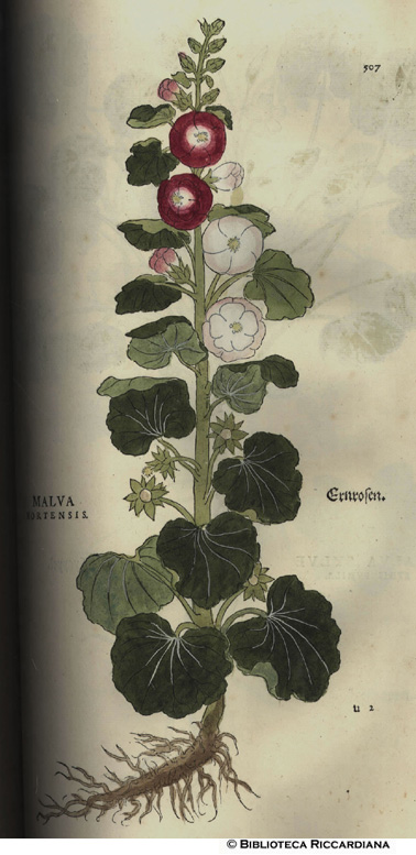 Malva hortensins (Malva), p. 507