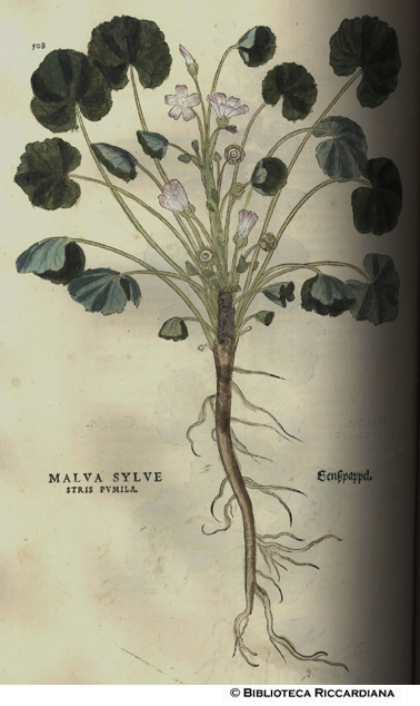 Malva sylvetris pumila (Malva), p. 508