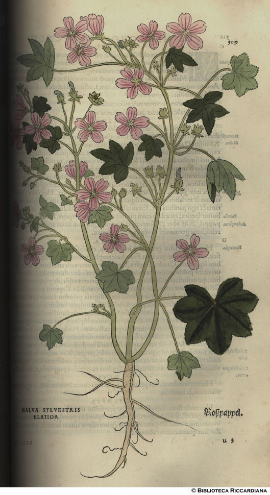 Malva sylvetris eliatior (Malva), p. 509