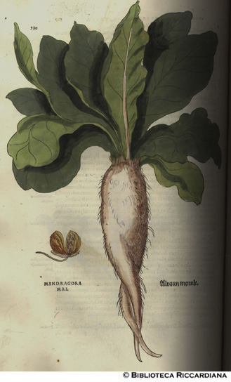 Mandragora mai (Mandragora maschio), p. 530