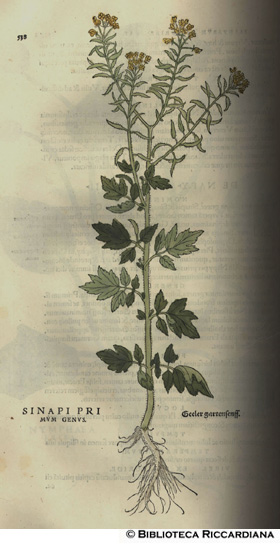 Sinapi primum genus (Senape), p. 538