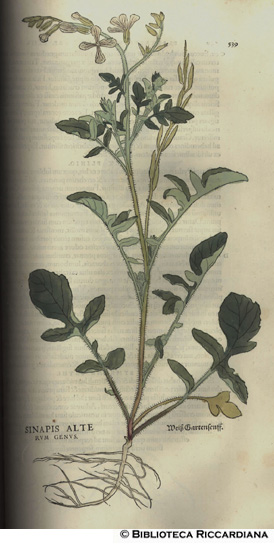 Sinapi alterum genus (Senape), p. 538