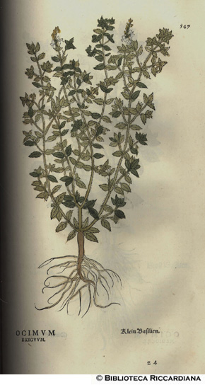 Ocimum exiguum (Basilico), p. 547