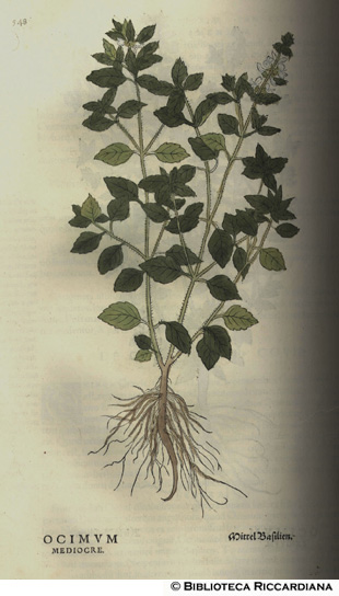 Ocimum mediocre (Basilico)