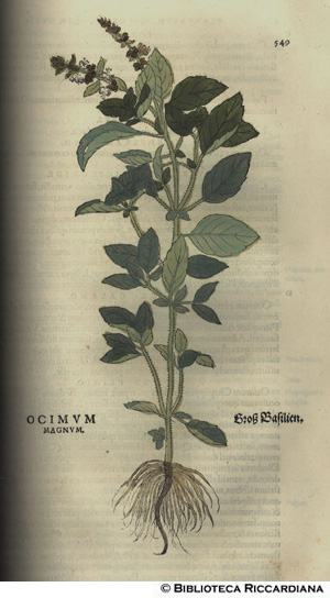 Ocimum magnum (Basilico)