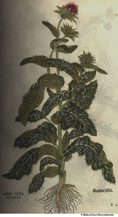 Spina alba hortensis (Cardo di Maria), p. 55