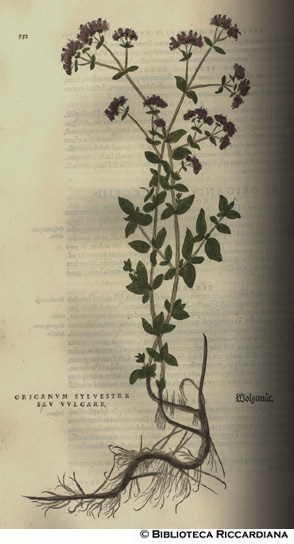 Origanum sylvetre seu vulgare (Origano), p. 522