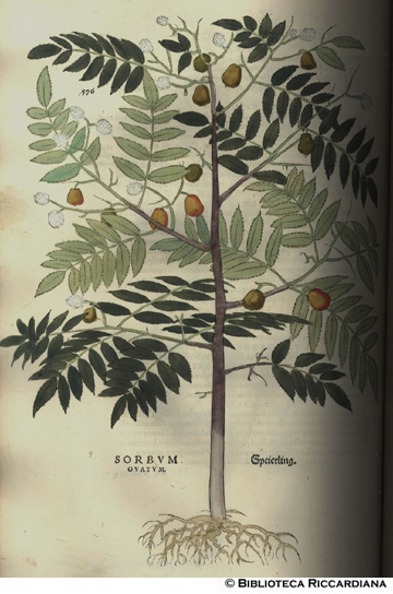 Sobum ovatum (Sorbo), p. 576