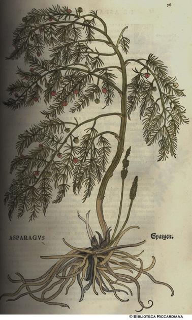 Asparagus (Asparago), p. 58
