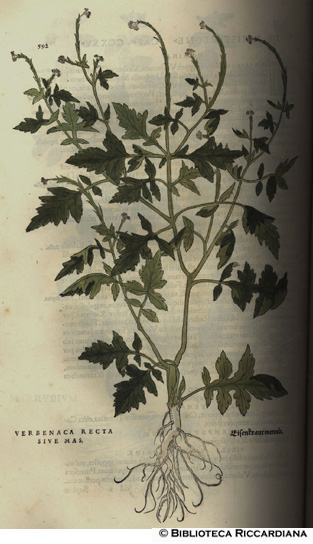Verbenaca Recta sive mas (Verbena), p. 592