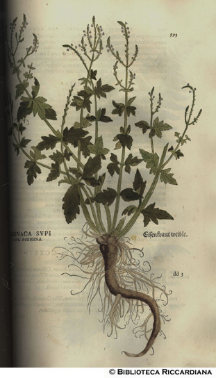 Verbenaca Supina sive foemina (Verbena), p. 593