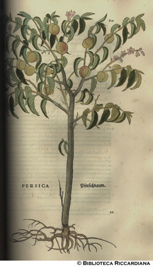 Persica (Pesco), p. 601