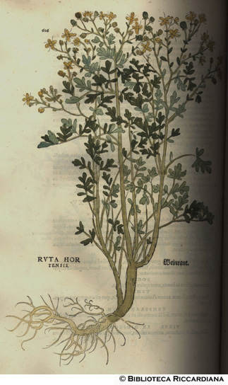 Ruta hortensis (Ruta), p. 616