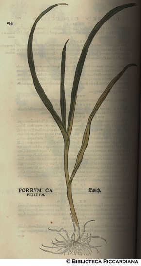 Porrum capitatum (Porro), p. 634
