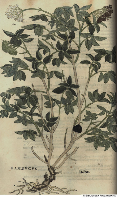 Sambucus (Sambuco), p. 64