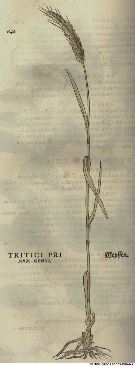 Tritici primus genus (Grano, frumento), p. 438