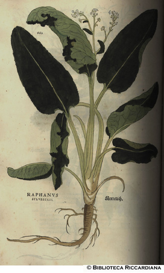 Raphanus sylvestris (Cren, barbaforte), p. 660