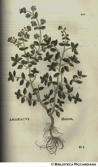 Amaracus (Dittamo Cretico, Origanum dictamus), p. 667