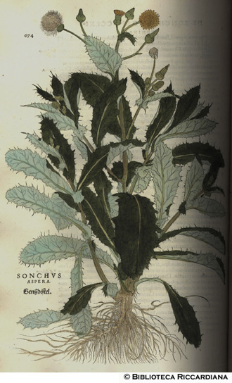 Sonchus aspera (Crespino comune, Cicerbita, Sonco), p. 674