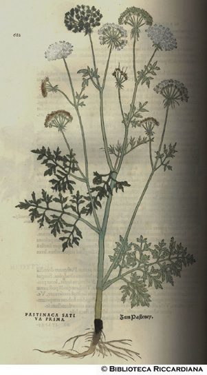 Pastinaca sativa (Pastinaca spontanea), p. 682