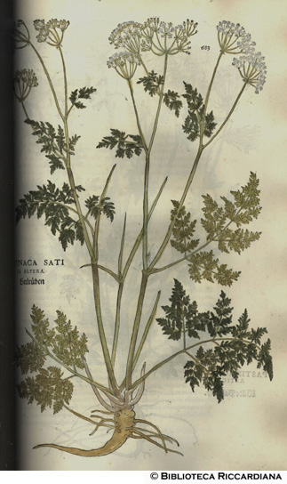 Pastinaca sativa altera (Pastinaca spontanea altra), p. 683