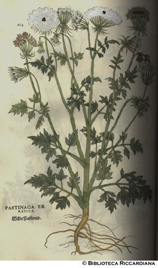 Pastinaca erratica (Pastinaca),