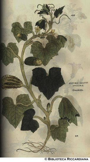 Cucumis sativus vulgaris (Cetriolo), p. 697