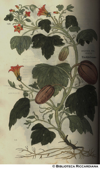 Cucumis torcicus (Cucurbita pepo, Zucca), p. 698