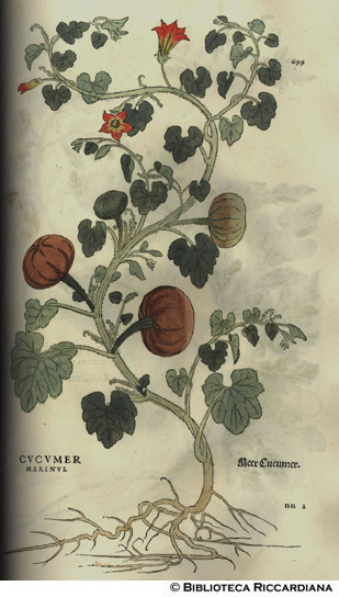 Cucumer marinus (Zucchetta marina), p. 699
