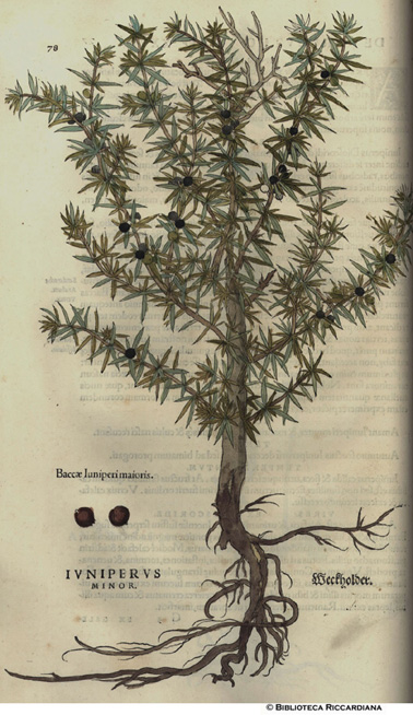 Iuniperus minor (Ginepro), p. 70