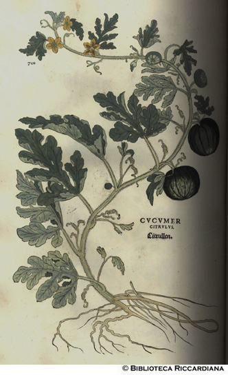 Cucumer citrulus (Melone amaro), p. 700