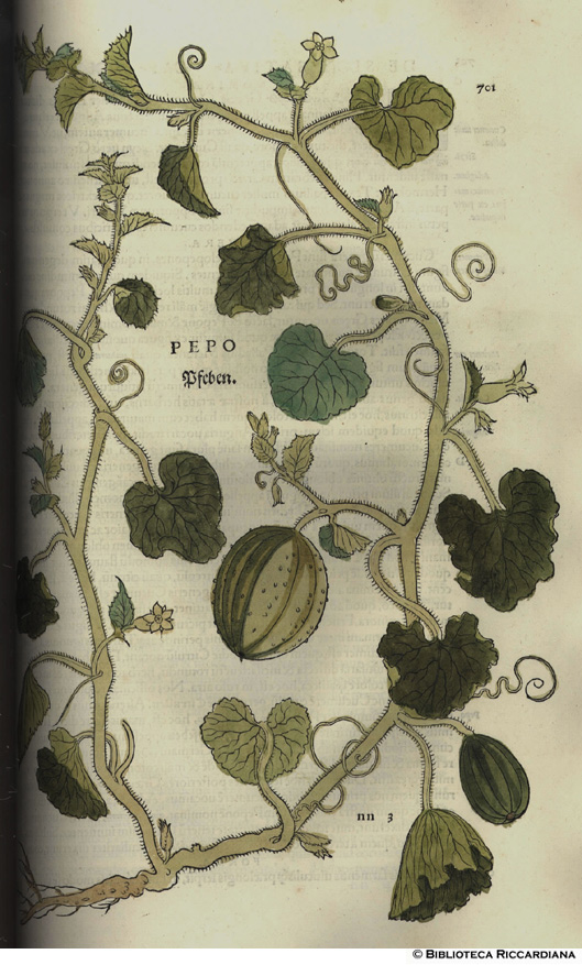 Pepo (Zucchina), p. 701