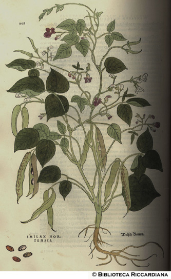 Smilax hortensis (Fagiolo), p. 708