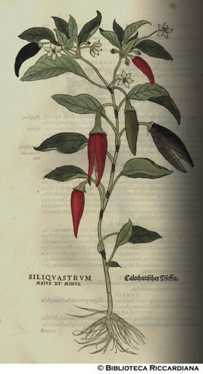 Siliquastrum maius et minus (Peperoncino ?), p. 732