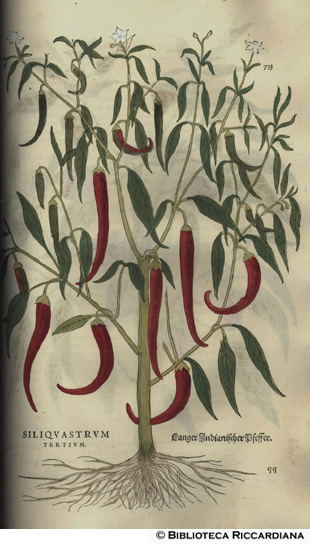 Siliquastrum tertium (Peperoncino o pepe indiano ?), p. 733