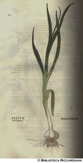 Allium hortensis (Aglio), p. 736