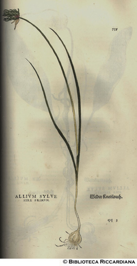 Allium silvestre primum (Aglio silvestre), p. 737