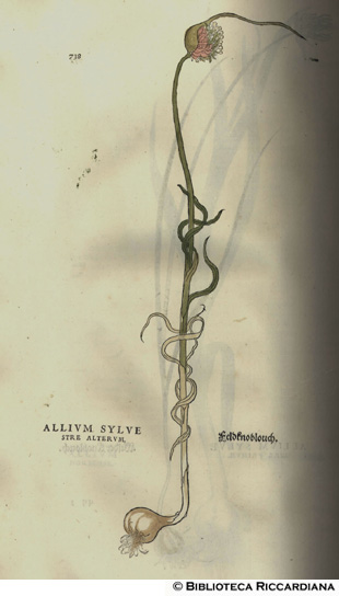 Allium silvestre alterum (Aglio silvestre), p. 738