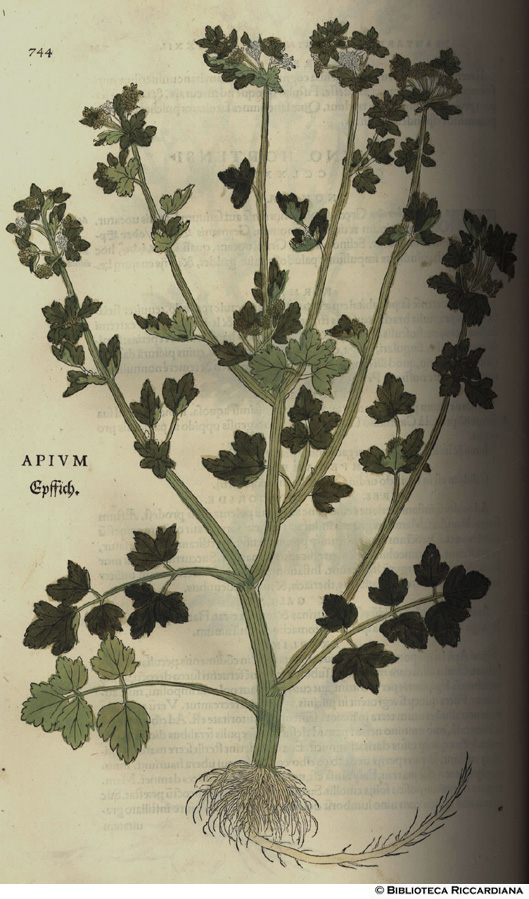 Apium hortensis (Sedano), p. 700